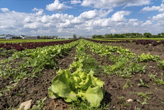 Agriculture, lettuce growing in a field, green lettuce, Lollo Bionda and Lollo Rossa, in long rows