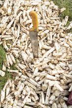 Asparagus harvest in the Rhineland, asparagus pickers at work in an asparagus field covered with