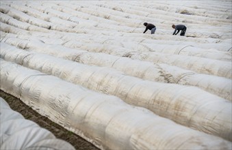 Asparagus harvest in the Rhineland, asparagus pickers at work in an asparagus field covered with