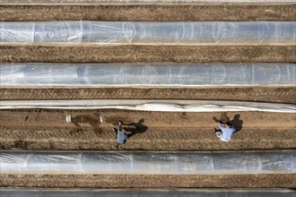 Asparagus harvest in the Rhineland, asparagus pickers at work in an asparagus field covered with