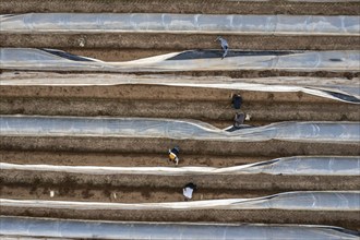 Asparagus harvest in the Rhineland, asparagus pickers at work in an asparagus field covered with