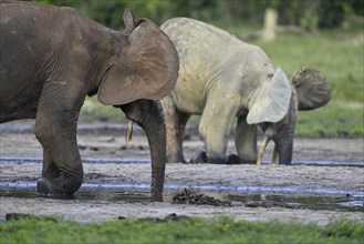 African forest elephants (Loxodonta cyclotis) in the Dzanga Bai forest clearing, Dzanga-Ndoki