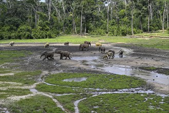 African forest elephants (Loxodonta cyclotis) in the Dzanga Bai forest clearing, Dzanga-Ndoki