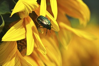 Rose chafer on a sunflower, July, Saxony, Germany, Europe