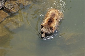 Brown bear (Ursus arctos) in the water, captive