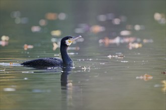 Great cormorant (Phalacrocorax carbo), Lower Saxony, Germany, Europe