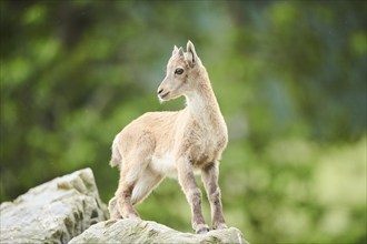 Alpine ibex (Capra ibex) youngster, standing on a rock, wildlife Park Aurach near Kitzbuehl,