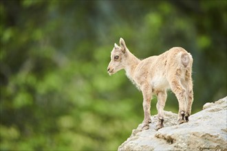 Alpine ibex (Capra ibex) youngster, standing on a rock, wildlife Park Aurach near Kitzbuehl,