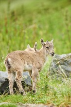 Alpine ibex (Capra ibex) youngster standing on a meadow, wildlife Park Aurach near Kitzbuehl,