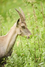 Alpine ibex (Capra ibex) female, portrait in the meadow, wildlife Park Aurach near Kitzbuehl,