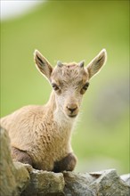 Alpine ibex (Capra ibex) youngster, lying on a rock, wildlife Park Aurach near Kitzbuehl, Austria,