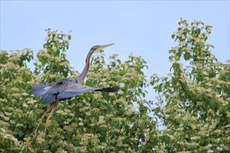 Purple heron (Ardea purpurea) in flight, Baden-Württemberg, Germany, Europe