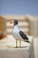 Belcher's gull (Larus belcheri) in the Reserva Nacional de Paracas, Ica region, Pisco province,