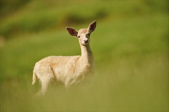 European fallow deer (Dama dama) fawn standing on a meadow, Kitzbühel, Wildpark Aurach, Austria,