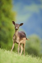 European fallow deer (Dama dama) doe standing on a meadow, Kitzbühel, Wildpark Aurach, Austria,