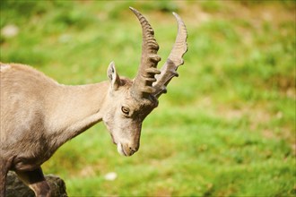 Alpine ibex (Capra ibex) male, portrait, wildlife Park Aurach near Kitzbuehl, Austria, Europe