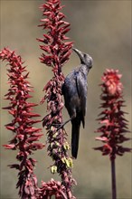 Red-winged Starling (Onychognathus morio), adult, female, foraging, on honeybush (Melianthus