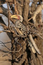 Southern Yellow-billed Hornbill, Red-ringed Hornbill (Tockus leucomelas), adult, on wait, Kruger