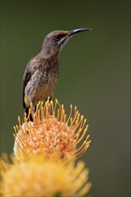 Cape Honeybird (Promerops cafer), adult, male, on flower, Protea, vigilant, Kirstenbosch Botanical