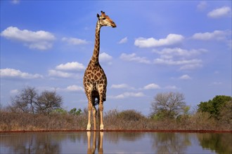 Southern giraffe (Giraffa camelopardalis giraffa), adult, at the water, Kruger National Park,