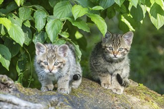 Two striped kittens sitting next to each other on a tree stump under green leaves, wildcat (Felis