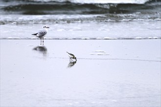 Sanderling Limicole, Black-headed Black-headed Gull, Usedom, September, Mecklenburg-Western