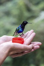 Velvet-purple coronet (Boissonneaua jardini), sitting on a hand, Mindo Forest Reserve, Mindo,