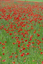 Field with flowering poppies (Papaver rhoeas), Franconia, Bavaria, Germany, Europe