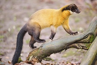 Yellow-throated marten (Martes flavigula) on an old tree trunk, Germany, Europe