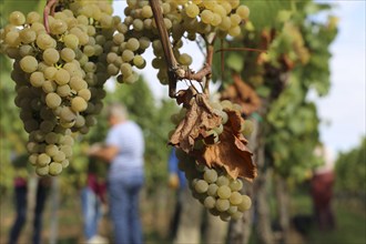 Grape grape harvest: Hand-picking of Chardonnay grapes in the Palatinate (Norbert Groß winery,