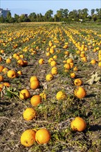 Pumpkin field, ripe pumpkins, shortly in front of harvest, near Neuss, North Rhine-Westphalia,