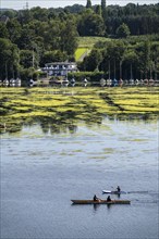 Green carpet of plants on Lake Baldeney in Essen, proliferating aquatic plant Elodea, waterweed, an