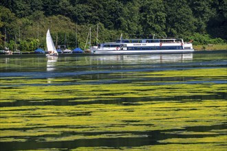 Green carpet of plants on Lake Baldeney in Essen, proliferating aquatic plant Elodea, waterweed, an