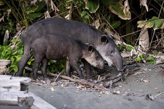 Baird's tapir (Tapirus bairdii), mother and young, in the rainforest, Corcovado National Park, Osa,