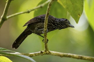 Black-hooded antshrike (Thamnophilus bridgesi) sitting on a branch, tropical rainforest, Corcovado