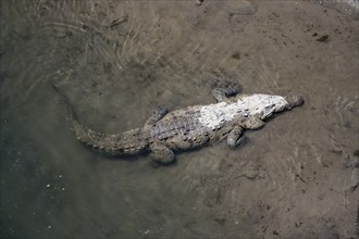 American crocodile (Crocodylus acutus) swimming in the water, from above, Rio Tarcoles, Carara