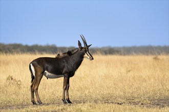 Sable Antelope (Hippotragus niger) portrait. Male animal standing in the African savanna. Side view