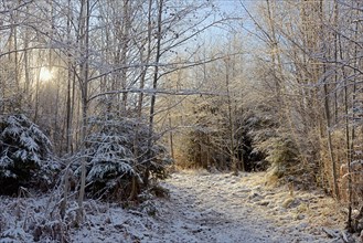 Winter landscape, trees covered with snow, sun star, blue sky, Arnsberg Forest nature park Park,