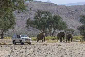 Tourists watching desert elephants (Loxodonta africana) in the Huab dry river, Damaraland, Kunene