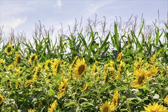 Sunflowers (Helianthus annuus) as a flowering strip on a maize field, Baden-Württemberg, Germany,