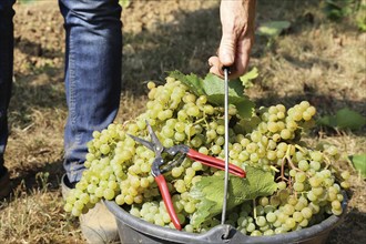 Grape grape harvest: Manual harvest of Chardonnay grapes in a vineyard in the Palatinate