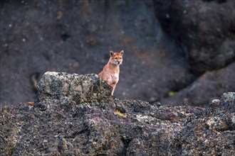 Cougar (Felis concolor patagonica) wbl. Torres del Paine NP, Chile, Torres del Paine NP, South