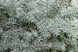 Fir tree branch covered with hoarfrost. Abstract floral background, garden and winter concept.