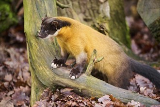 Yellow-throated marten (Martes flavigula) on an old tree trunk, Germany, Europe