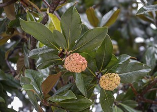 Southern magnolia (Magnolia grandiflora), fruit cones, Apulia, Italy, Europe