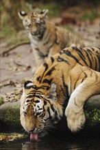 A tiger drinks water from a small pond while another tiger watches in the background, Siberian