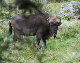 European bison (Bison bonasus) in near-natural habitat, captive, Germany, Europe