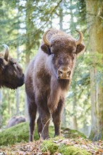 European bison (Bison bonasus) in a forest in spring, Bavarian Forest, Germany, Europe