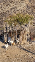 Himba children at a kraal, young goats are let out of the kraal, traditional Himba village,