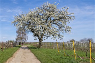 A blossoming cherry tree in spring on a path next to vineyards and blue sky, Southern Palatinate,